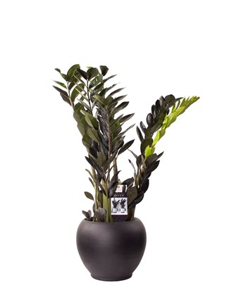Zamioculcas Raven -  Siyah Zamia